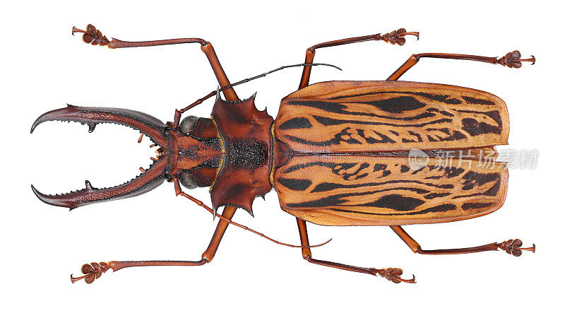 长角甲虫标本:Macrodontia cervicornis(林奈，1758)